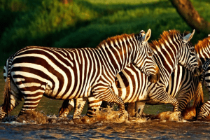 Lake Nakuru - Kenya Wildlife Safari