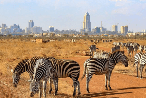 Nairobi National Park - Kenya Wildlife Safari